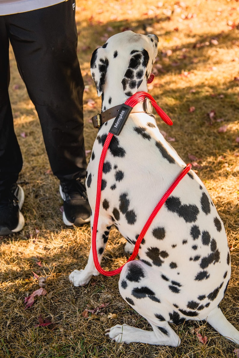 May include: A dalmatian dog wearing a black leather collar with a red rope lead that says "Memphis" on it. The dog is sitting on a patch of brown grass with fallen leaves.