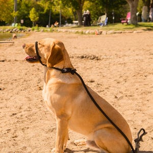 May include: A light brown dog wearing a black head halter sits on a sandy beach. The dog is looking up and to the right. The dog is on a leash.