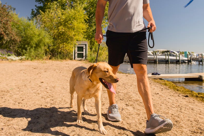 May include: A person walks a light brown dog on a lead along a sandy beach. The dog is looking at the camera with its tongue out. The person is wearing a grey t-shirt, black shorts, and grey trainers.