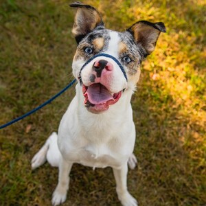May include: A white, blue and brown dog with blue eyes sits on green grass. The dog is wearing a blue lead around its neck and is looking up at the camera with its mouth open.