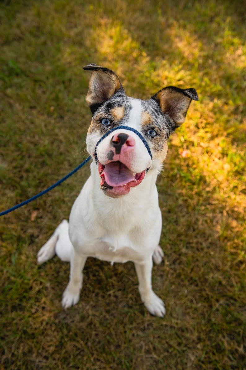May include: A white, blue and brown dog with blue eyes sits on green grass. The dog is wearing a blue lead around its neck and is looking up at the camera with its mouth open.