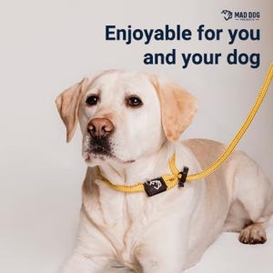 May include: A yellow dog lead with a black clip and the text "Mad Dog Products" on the clip. A yellow Labrador Retriever is wearing the lead.