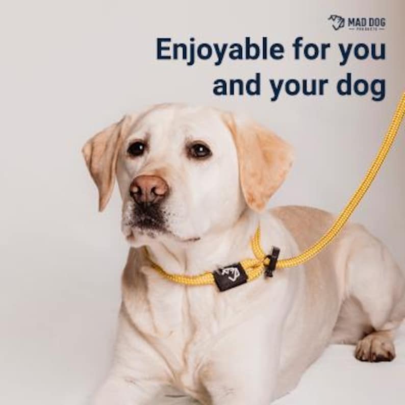 May include: A yellow dog lead with a black clip and the text "Mad Dog Products" on the clip. A yellow Labrador Retriever is wearing the lead.
