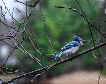 Little Miss Blue Jay