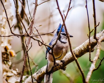 Little Miss Bluejay hiding in the tree