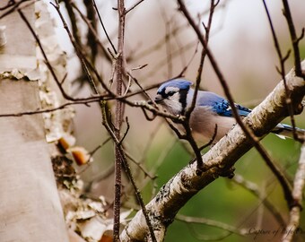 Little Miss Bluejay in the tree