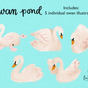 Swan, Baby, and Pond Life Hand Drawn Illustrations Clipart Bundle-Instant Download PNG Graphics-Spring Art Collection image 2