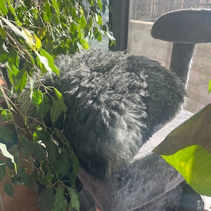 Sheepskin PET BED, small pet bed out of 100% natural sheepskin