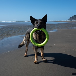 May include: A German Shepherd dog stands on a sandy beach, holding a bright green ring toy in its mouth. The dog has black and tan fur and is facing the camera. The background shows the ocean and a clear blue sky.