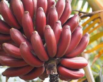 Red banana (Red Dacca) Live Fruit Tree 10inch-1ft