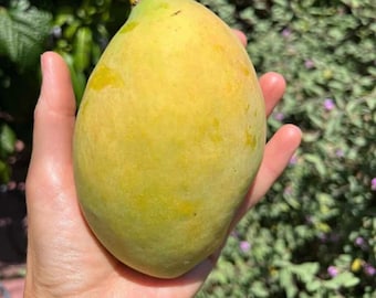 Grafted Coconut Cream Mango (manglifera) live fruit tree (1-3ft)