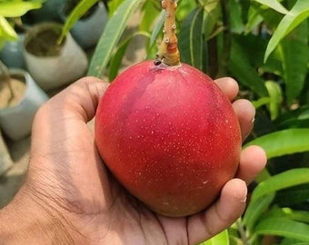 Mangue greffée Miyazaki (Manglifera) Arbre fruitier vivant 3-4 pieds