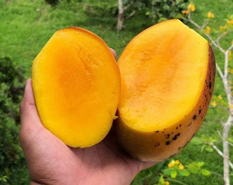 Mangue Haden (manglifera) arbre fruitier vivant (1-2 pieds)