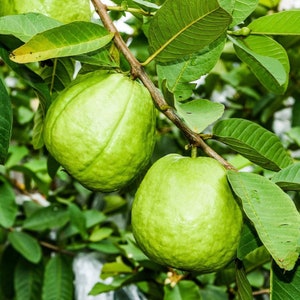 Supreme Ruby Guava (Psidium guajava) Live Fruit Tree (10inch-2ft)