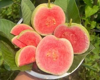 Big Red Diamond Guava seeds (Psidium guajava) Live Fruit tree (1ft-2ft)
