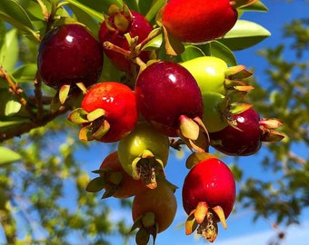 Cherry Rio Grande(Eugenia involvementta) Live fruit tree 12inch-2ft