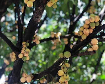 Lansium (Lansium domesticum) Live Fruit tree 12inch -2ft