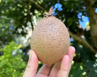 Big Mamey (Mammea Americana) Live fruit tree (2-3 feet)