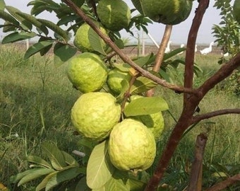 Big Indonesian seedless Guava (Psidium guajava) 1ft-3ft (Guava)