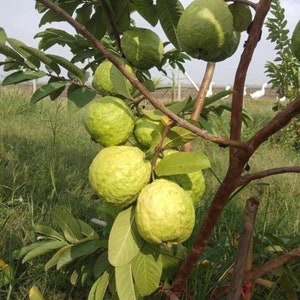 Big Indonesian seedless Guava (Psidium guajava) 1ft-3ft (Guava)