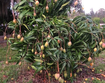 Grafted Mango Pickering (Mangifera indica) Live Fruit tree 2ft