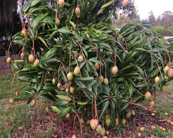 Grafted Mango Pickering (Mangifera indica) Live Fruit tree 3-4ft