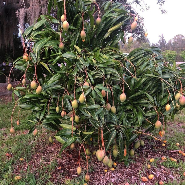 Mangue Pickering (Mangifera indica) Arbre fruitier vivant 10 pouces-1 pied