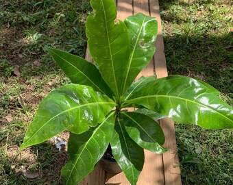 Fiji nut (Barringtonia edulis) Live Walnut Tree (10in to 2ft