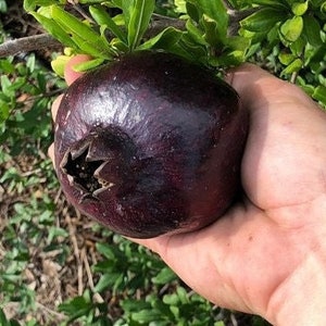 Black Pomegranate (Pomegranate)(Punica granatum) live plant exotic (10inch-18inch)