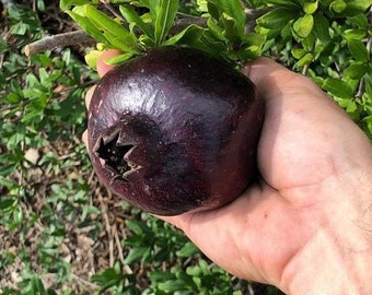 Black Pomegranate (Pomegranate)(Punica granatum) live plant exotic (10inch-18inch)