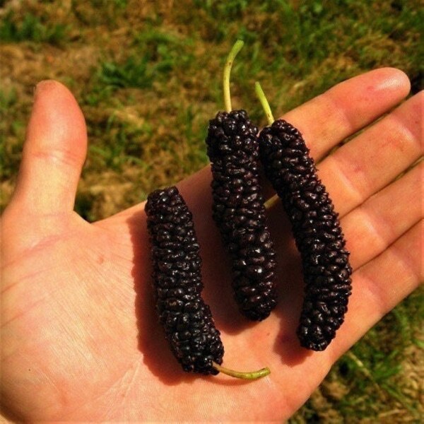 Pakistan Mulberry (Morus macroura) Fruit Tree (10in to 2ft)