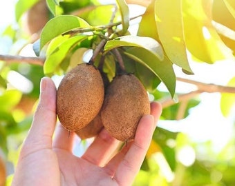 Big Nispero (Manilkara huberi) Tropical Fruit Tree (1ft 3ft ) sapodilla Zapote