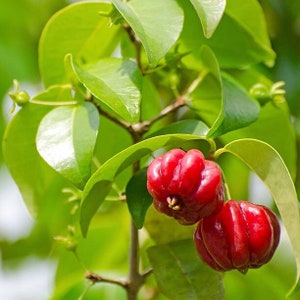 Pitanga eugenia uniflora Suriname cherry live fruit tree 12in to 24inches image 1