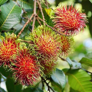 Grafted Rambutan (Nephelium lappaceum) Exotic Live Fruit Tree (1 -2 ft)