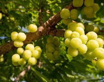 Big Otaheite Gooseberry 2ft-3ft (Phyllanthus acidus) (gooseberries) live fruit tree currant Currant