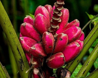 Pink Velvet Banana Plant (Musa Velutina) ('10' inches to 2 feet)