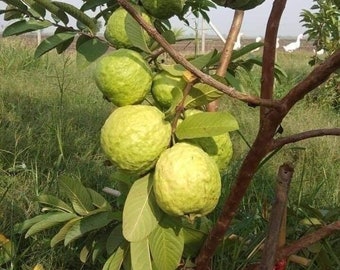 Indonesian seedless Guava (Psidium guajava ) 10”-24” inches height Live Fruit Tree