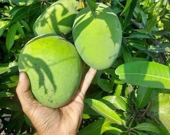Grafted Mango Banganapalli Banishan 3’4ft (Mangifera Indica) live mango fruit tree