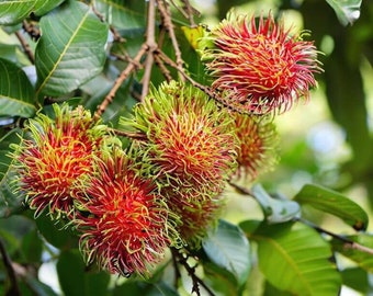 Grafted Rambutan (Nephelium lappaceum) Exotic Live Fruit Tree (1 -2 ft)