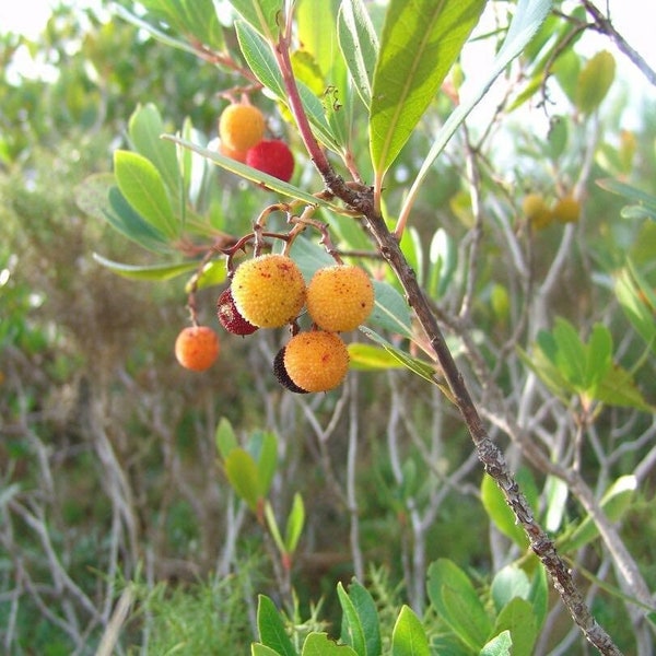 Madroño Tree (Arbutus unedo) Live fruit tree (10in to 2ft)