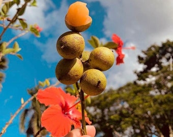 Grafted Quenepas spanish lime (Melicoccus bijugatus) (Spanish Linden) (1 - 2ft)