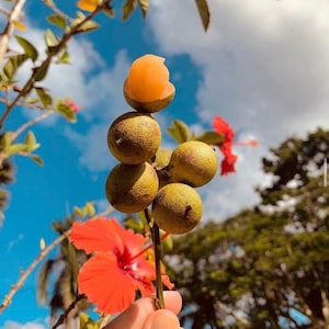 Grafted Quenepas spanish lime (Melicoccus bijugatus) (Spanish Linden) (1 - 2ft)