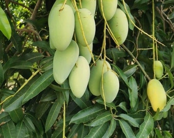 Manila Mango(Mangifera indica Manila ) Live Fruit tree 10inch-1ft