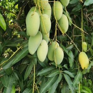 Manila Mango(Mangifera indica Manila ) Live Fruit tree 10inch-1ft