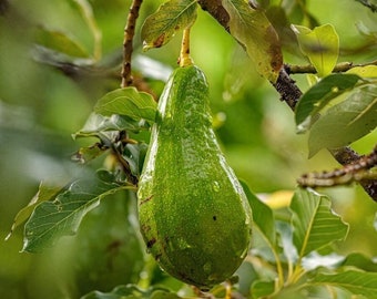 Hass Avocado fruit tree (Persea americana) 12”- 24” inches height