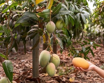 3-4 ft Grafted Alphonso (Mangifera indica Alphonso) mango live fruit tree