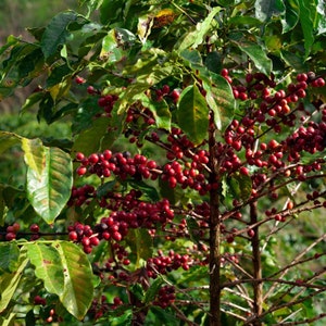 Coffea arabica Live Fruit tree (10inch-1ft)