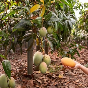 3-4 ft Grafted Alphonso (Mangifera indica Alphonso) mango live fruit tree