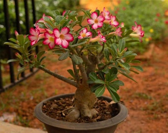 Rose du désert (Adenium obesum) plante vivante (10 po à 2 pieds