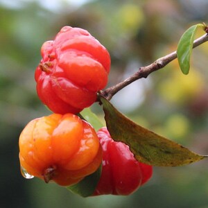 Pitanga eugenia uniflora Suriname cherry live fruit tree 12in to 24inches image 2